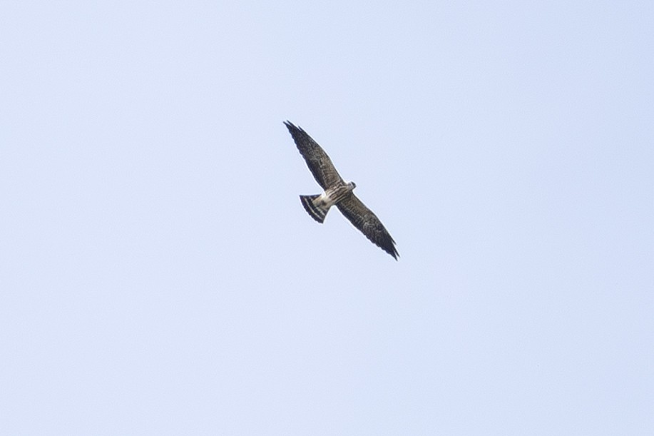 Mississippi Kite - ML643623886