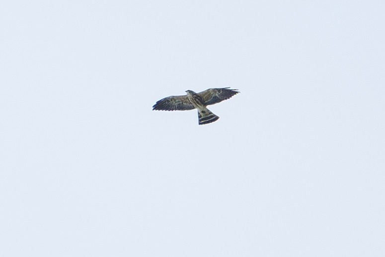 Mississippi Kite - ML643623887