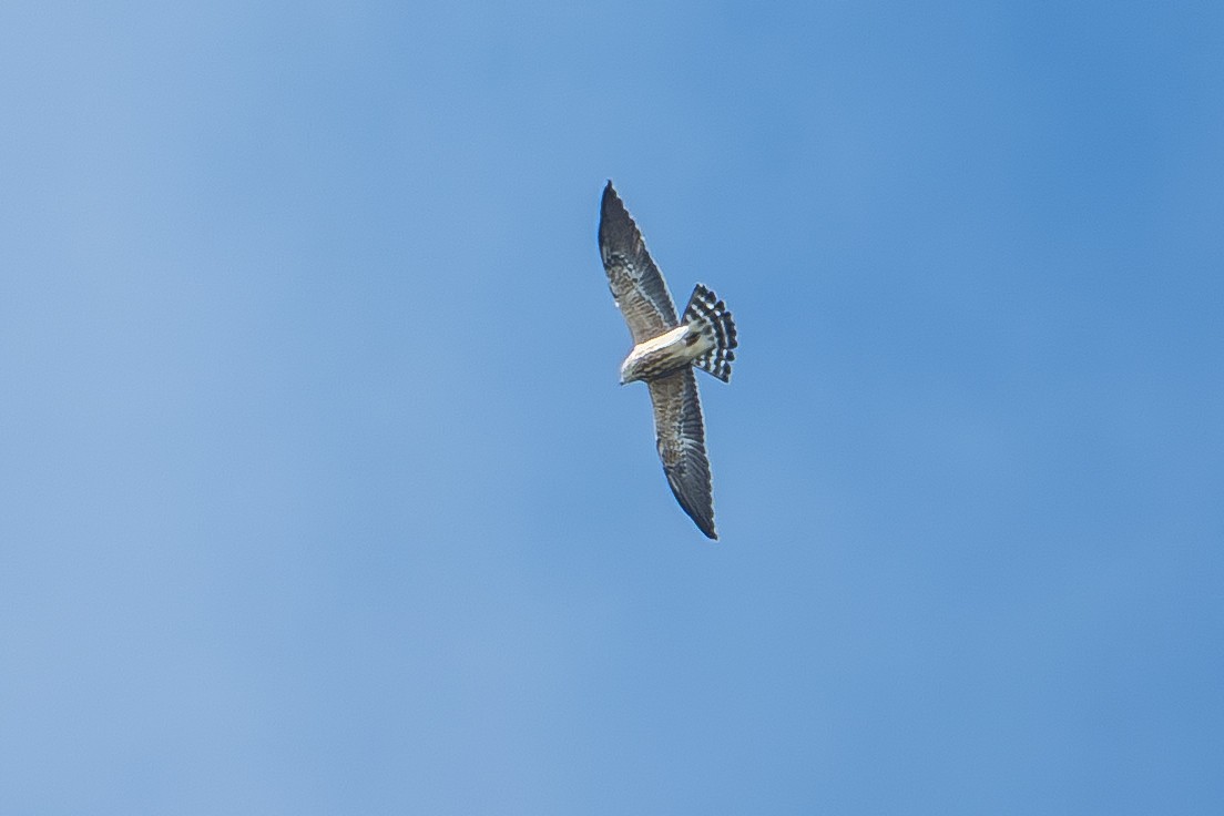 Mississippi Kite - ML643623888