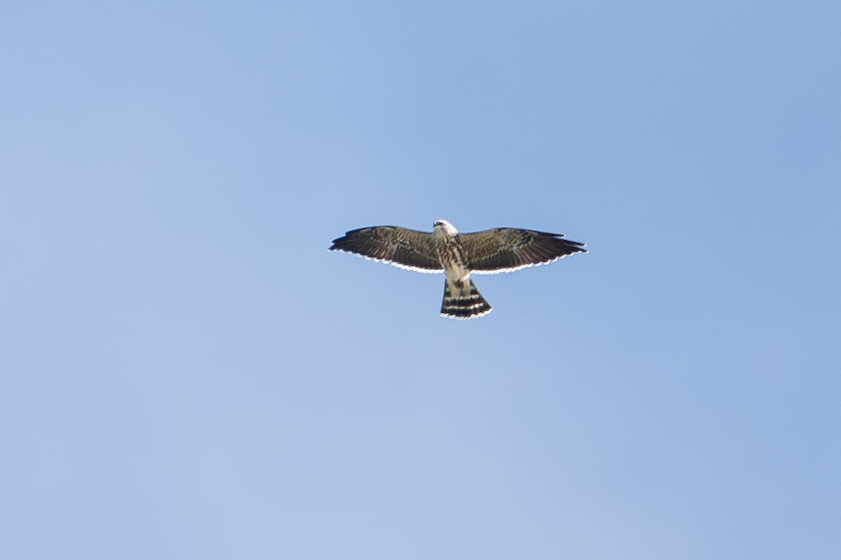 Mississippi Kite - ML643623889