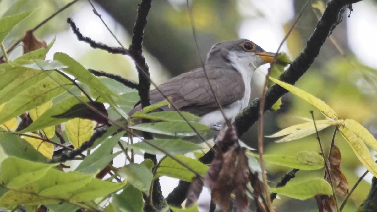 Yellow-billed Cuckoo - ML643623894