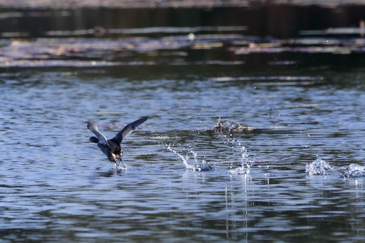 Pied-billed Grebe - ML643623896