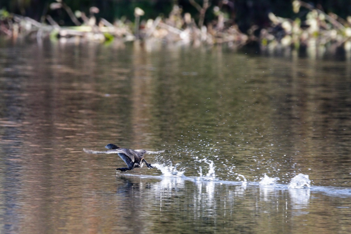 Pied-billed Grebe - ML643623897