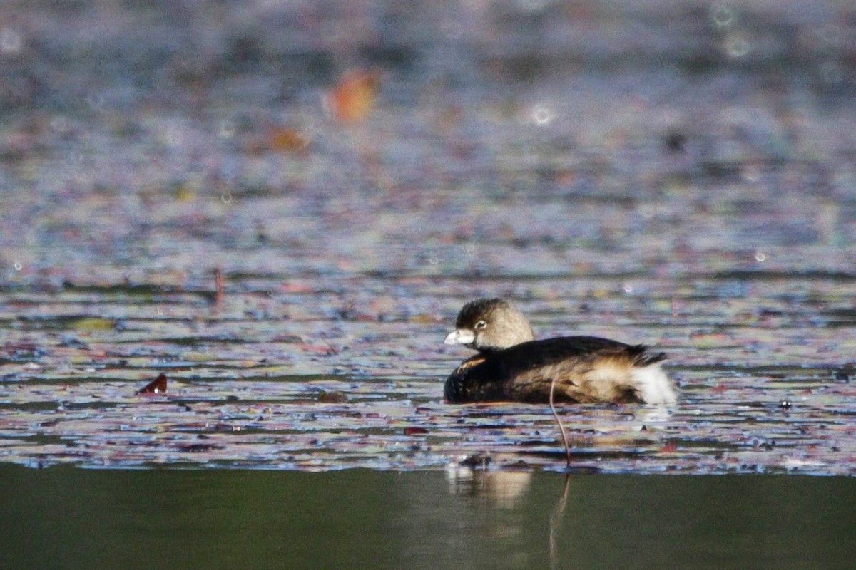 Pied-billed Grebe - ML643623898