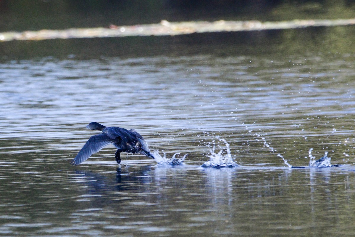 Pied-billed Grebe - ML643623899