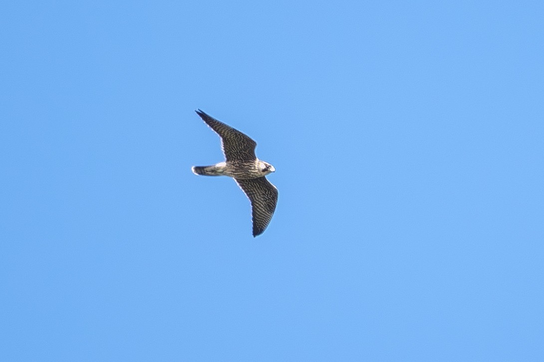 Peregrine Falcon - ML643623904