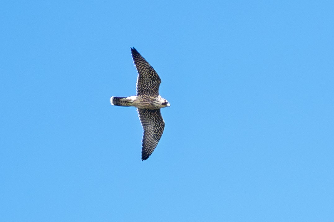 Peregrine Falcon - ML643623905