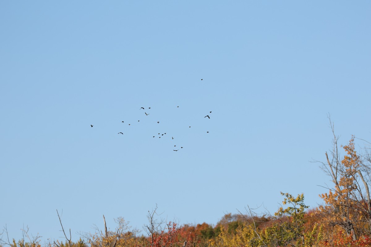 Red-winged Blackbird - ML643623912