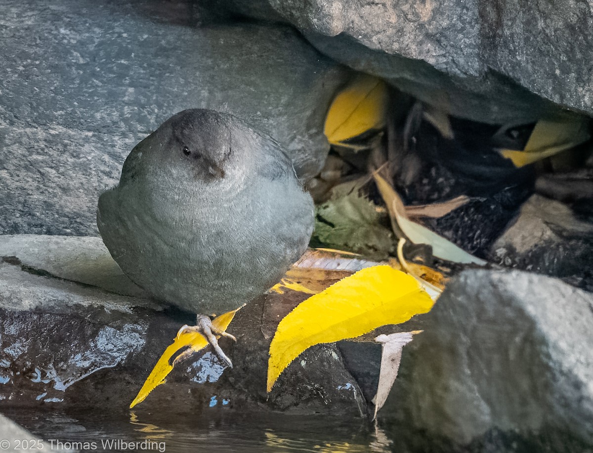 American Dipper - ML643623920