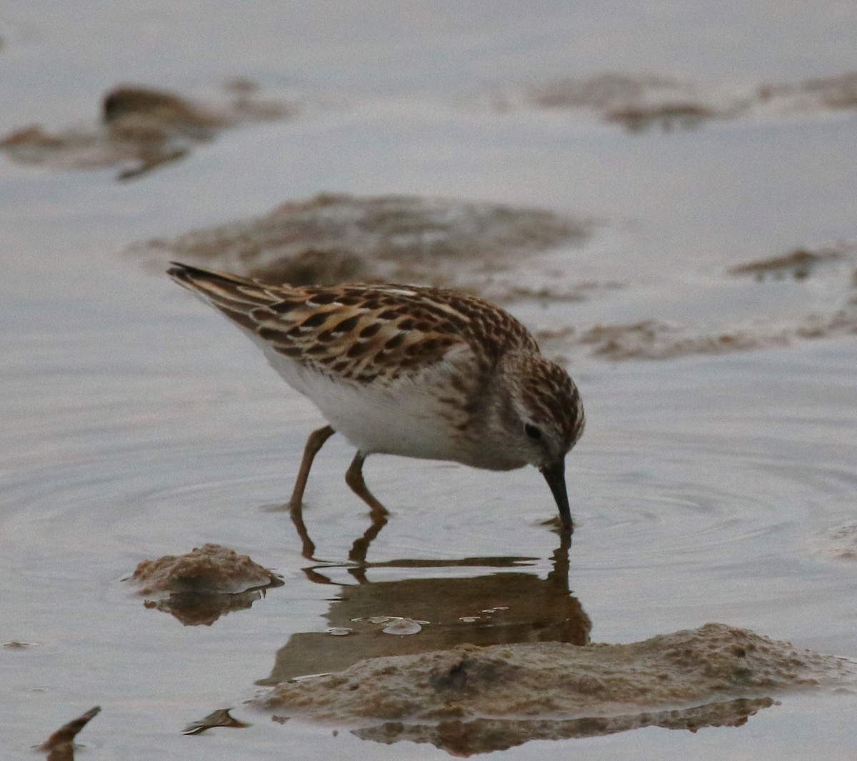 Least Sandpiper - ML643623921
