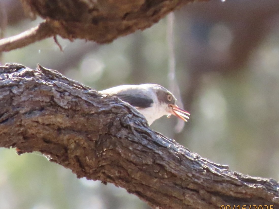 Varied Sittella - ML643623922