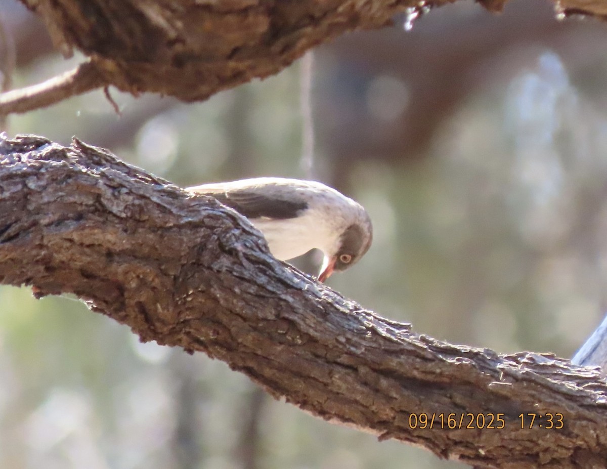 Varied Sittella - ML643623923