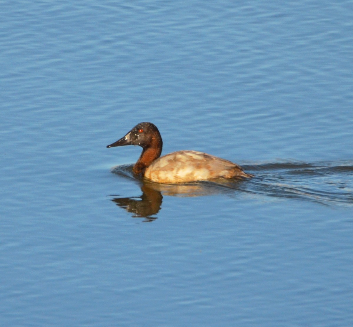 Canvasback - ML643623925