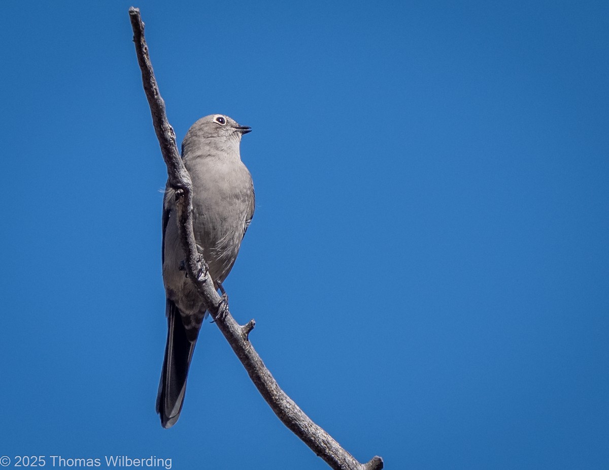 Townsend's Solitaire - ML643623930