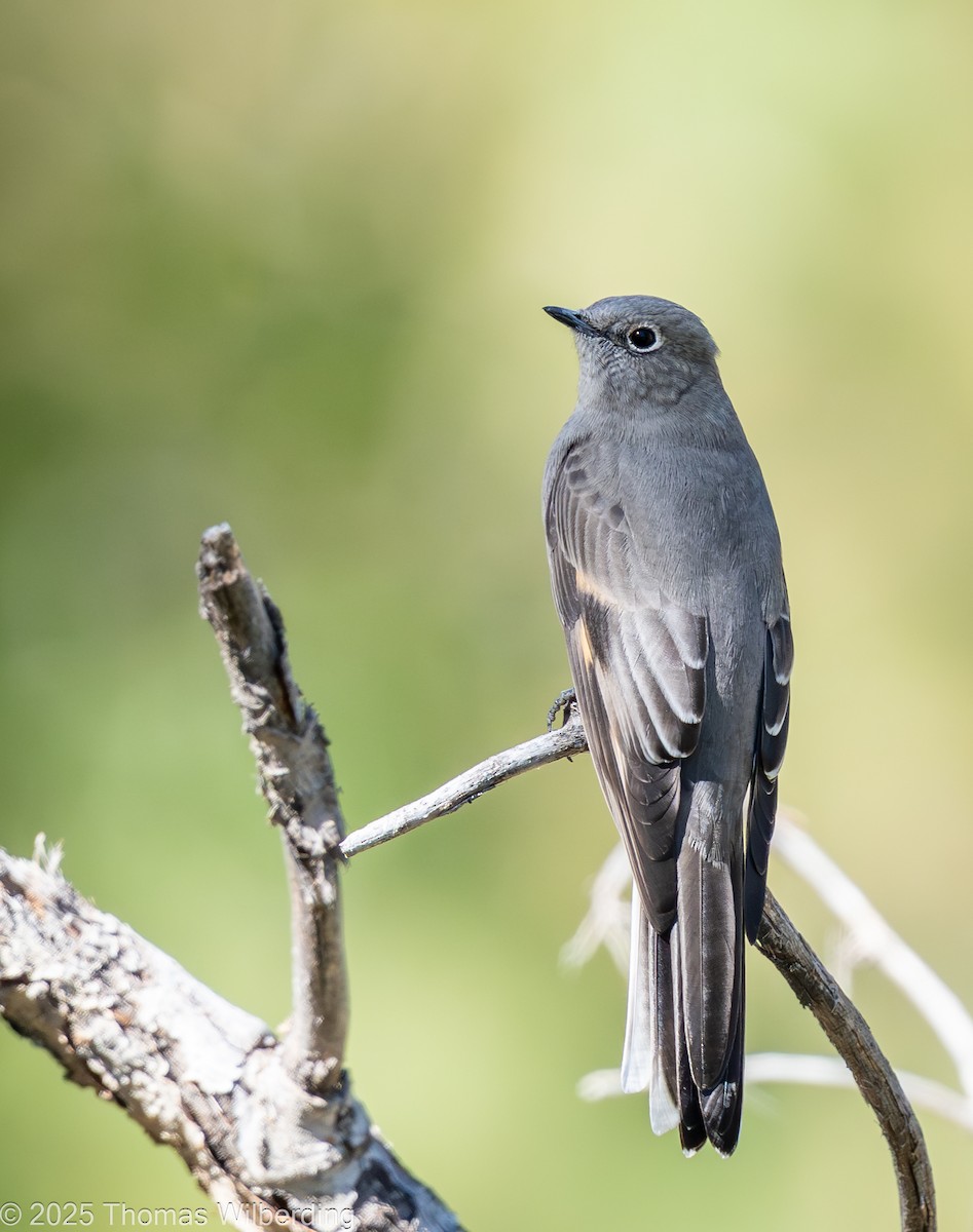 Townsend's Solitaire - ML643623931