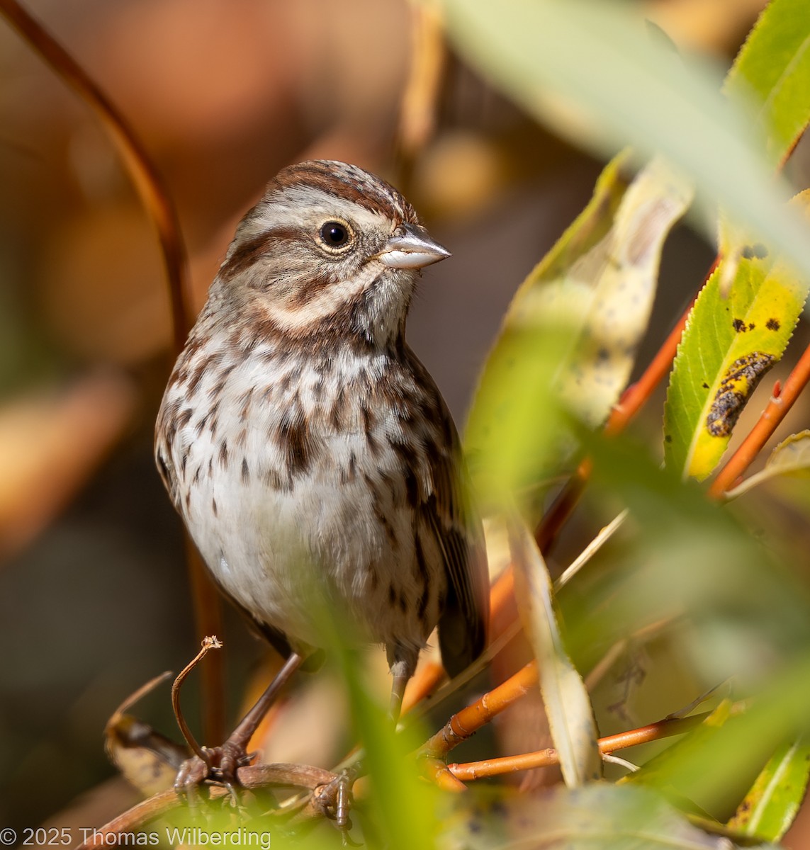 Song Sparrow - ML643623936