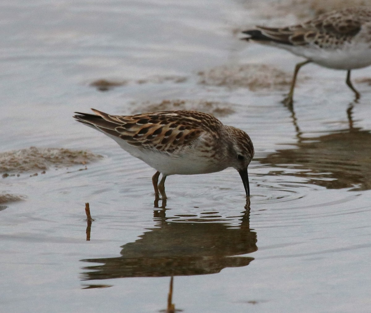 Least Sandpiper - ML643623941