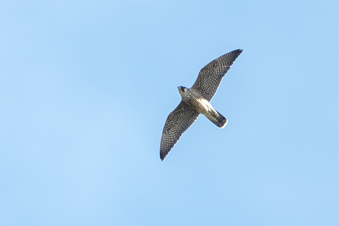 Peregrine Falcon - ML643623974