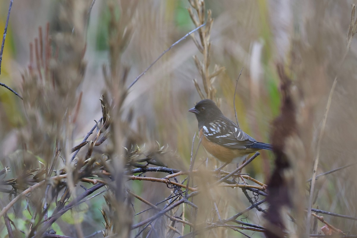 ホシワキアカトウヒチョウ - ML643623988