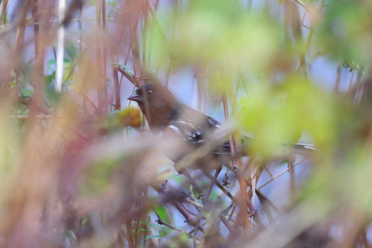 ホシワキアカトウヒチョウ - ML643623989