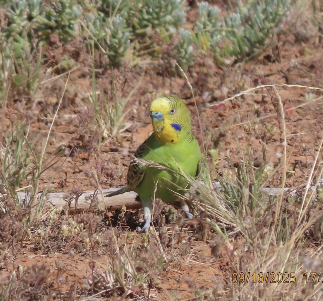 Budgerigar - ML643623992