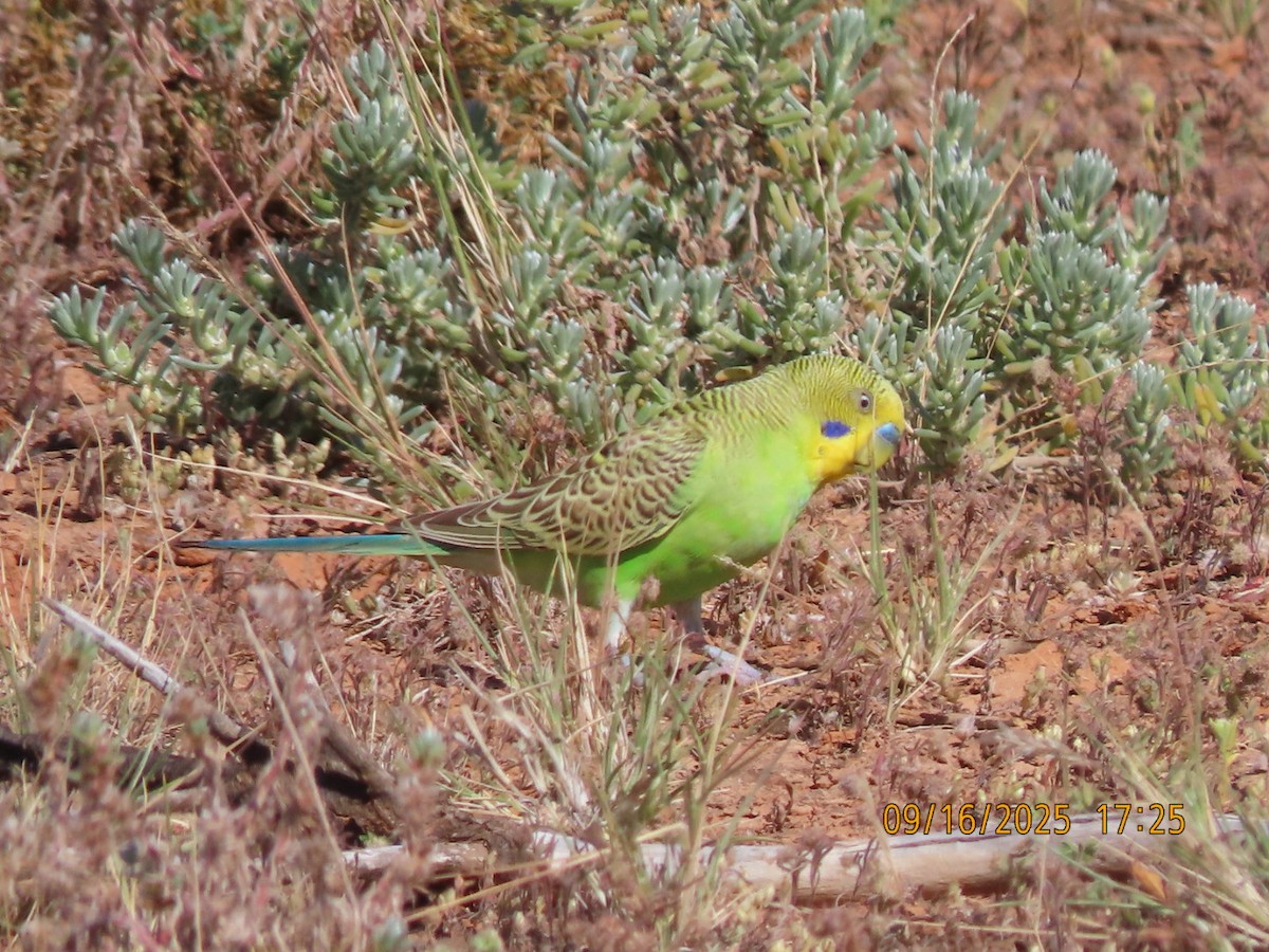 Budgerigar - ML643623993