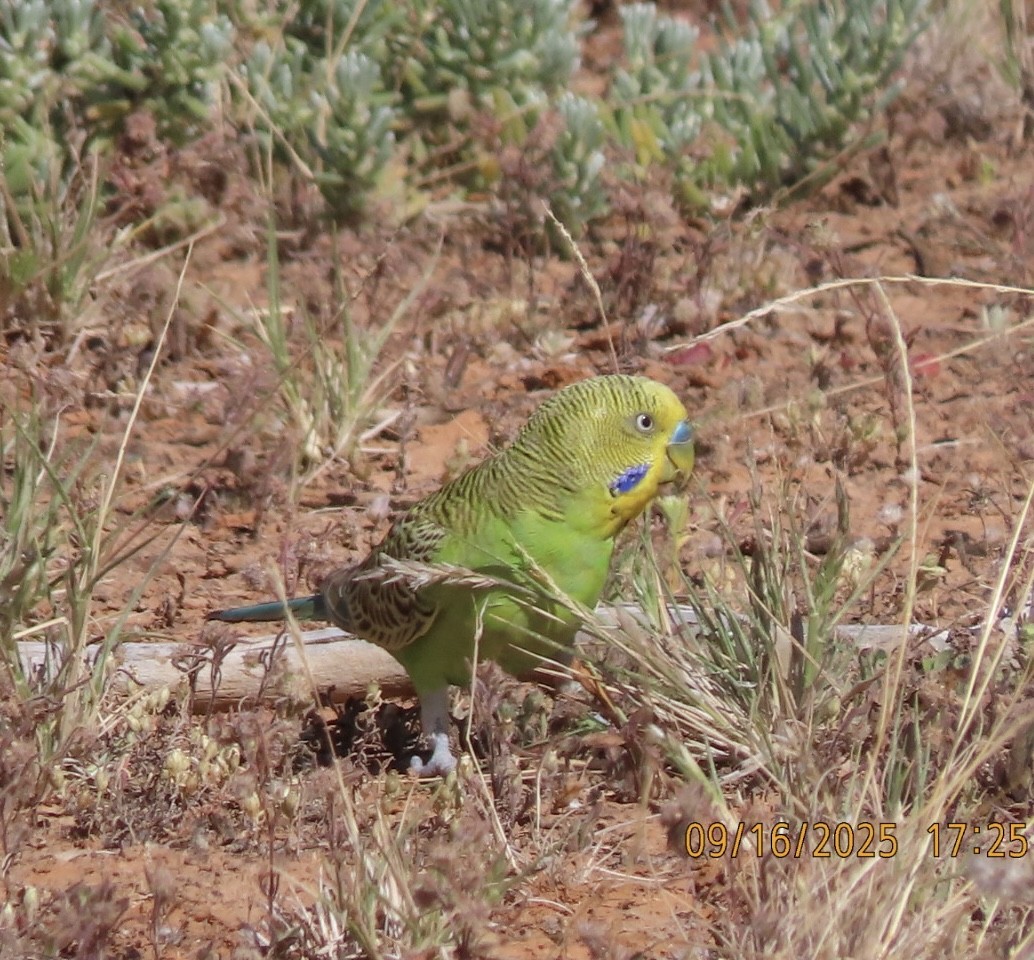 Budgerigar - ML643623994