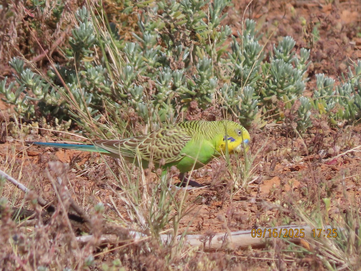 Budgerigar - ML643623995