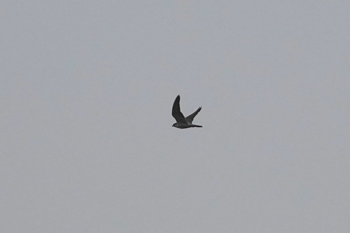 Peregrine Falcon - ML643624009