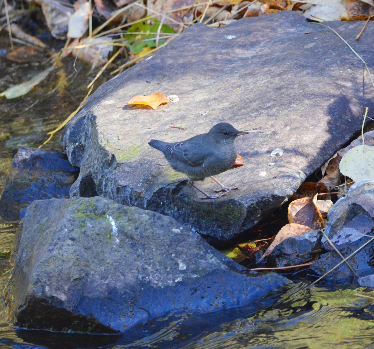 American Dipper - ML643624016