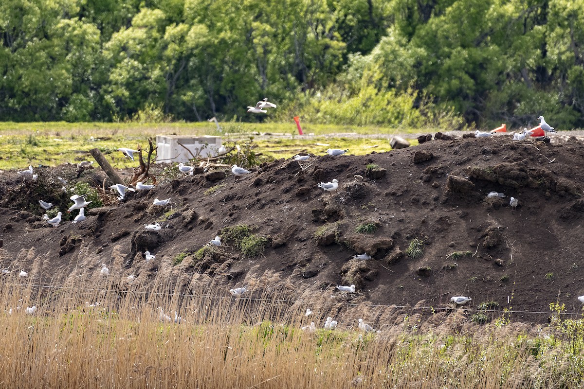 Silver Gull - ML643624017