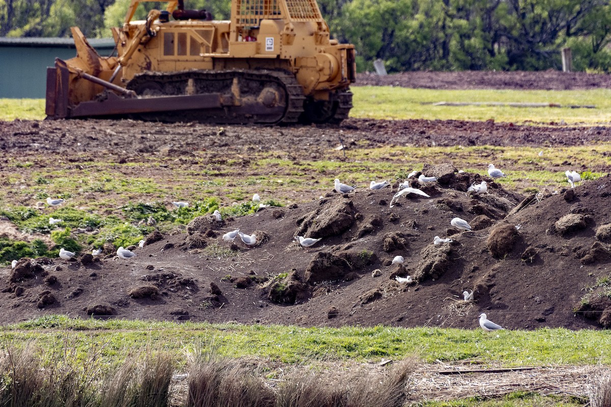 Silver Gull - ML643624018