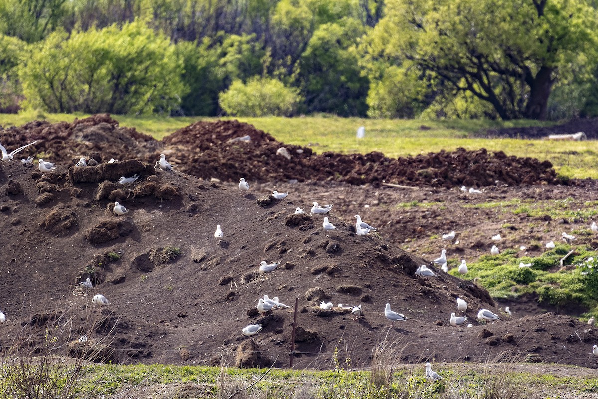 Silver Gull - ML643624019