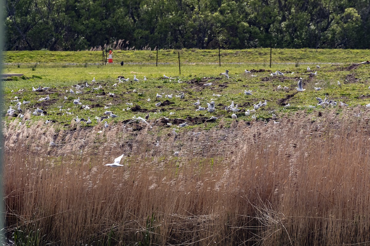 Silver Gull - ML643624020