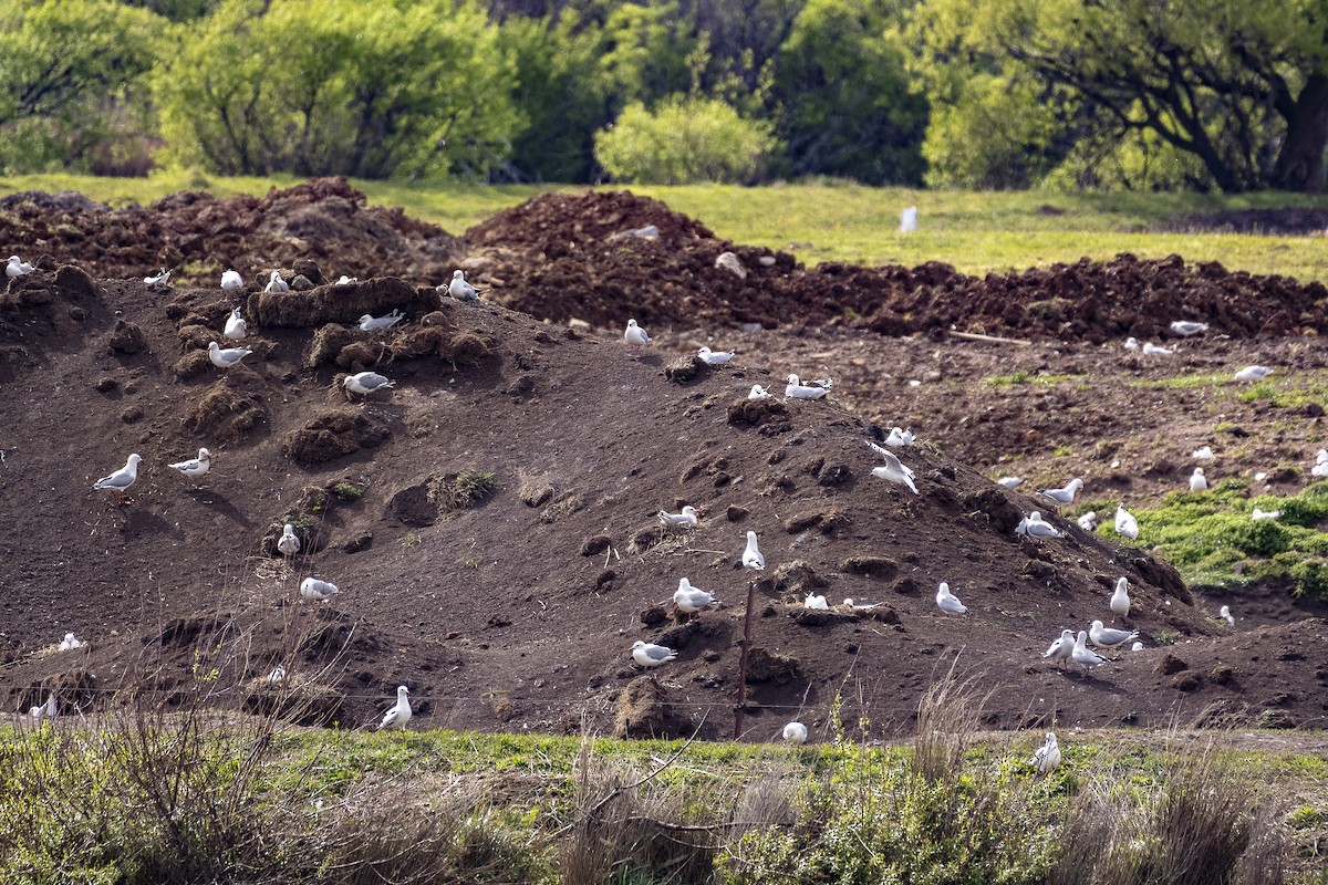 Silver Gull - ML643624021