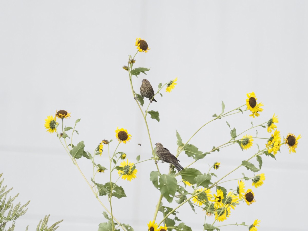 Red-winged Blackbird - ML643624028