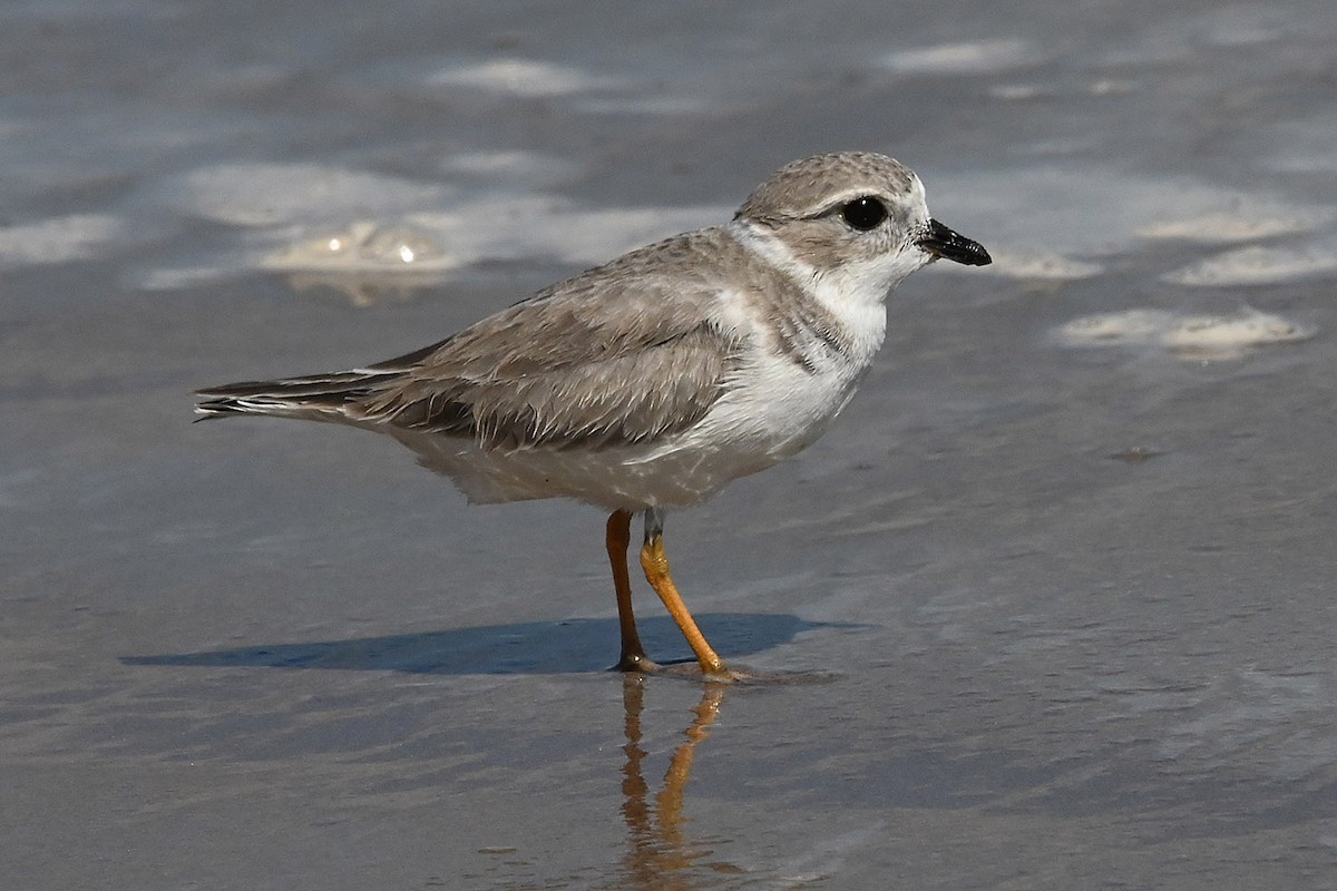 Piping Plover - ML643624047
