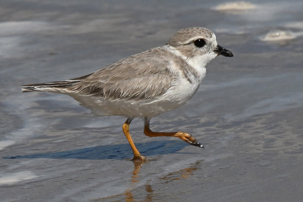 Piping Plover - ML643624048