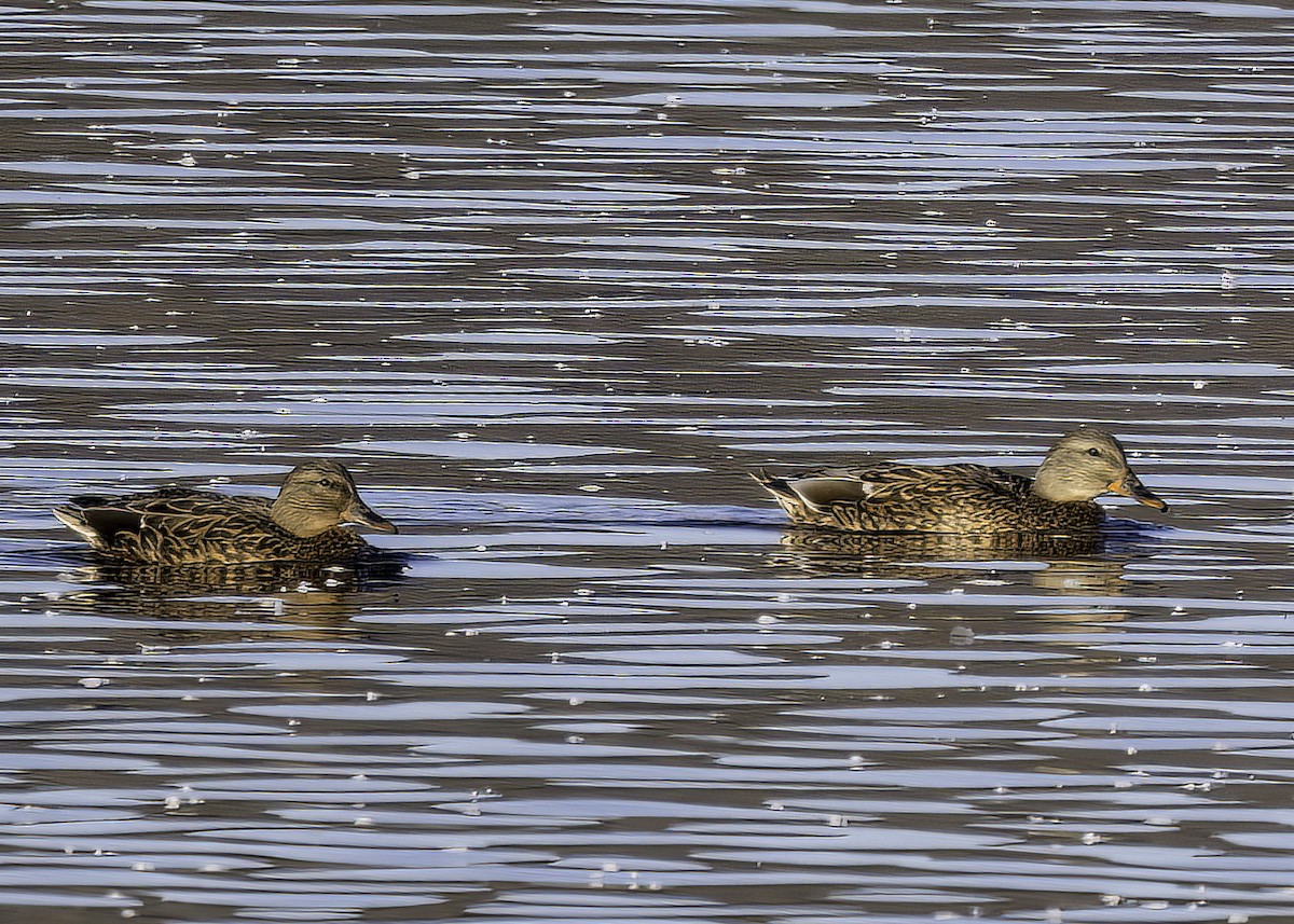 Mallard - ML643624049