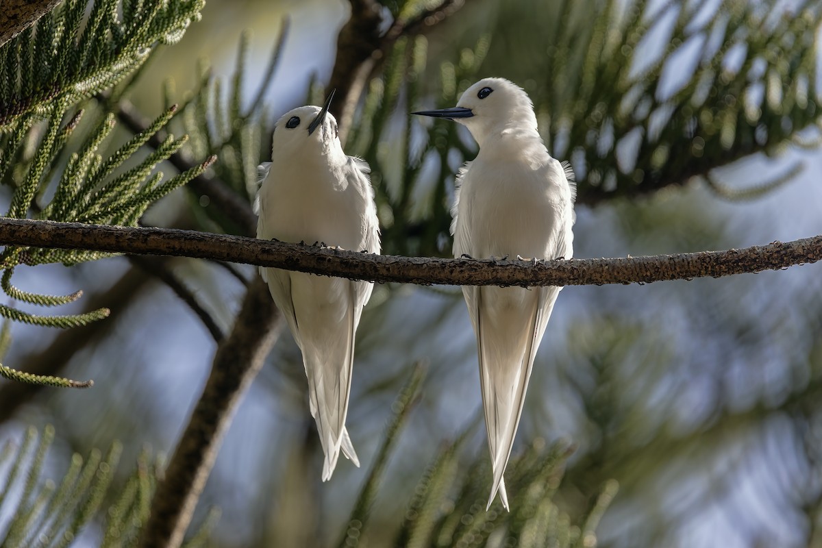 White Tern - ML643624053