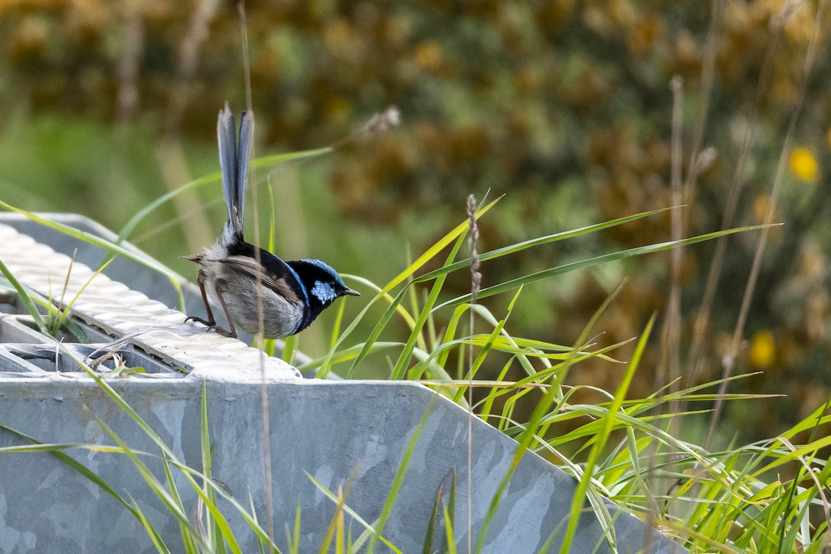 Superb Fairywren - ML643624055