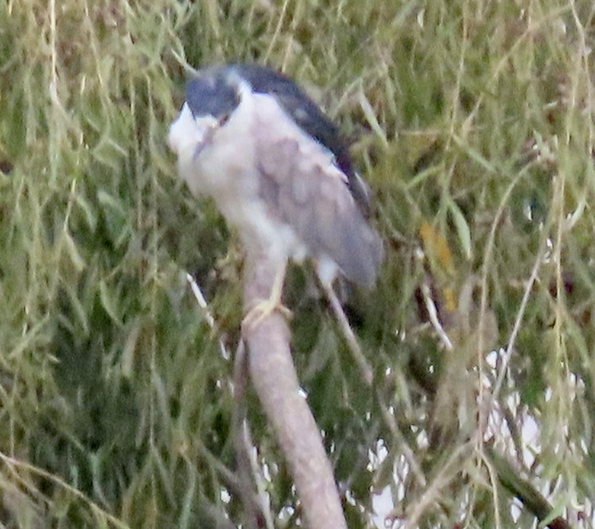 Black-crowned Night Heron - ML643624066