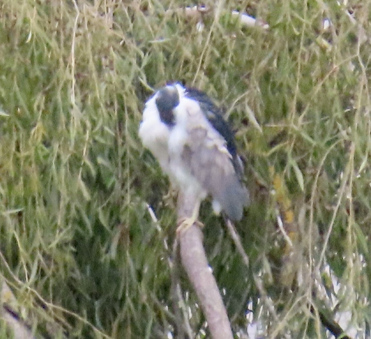 Black-crowned Night Heron - ML643624067