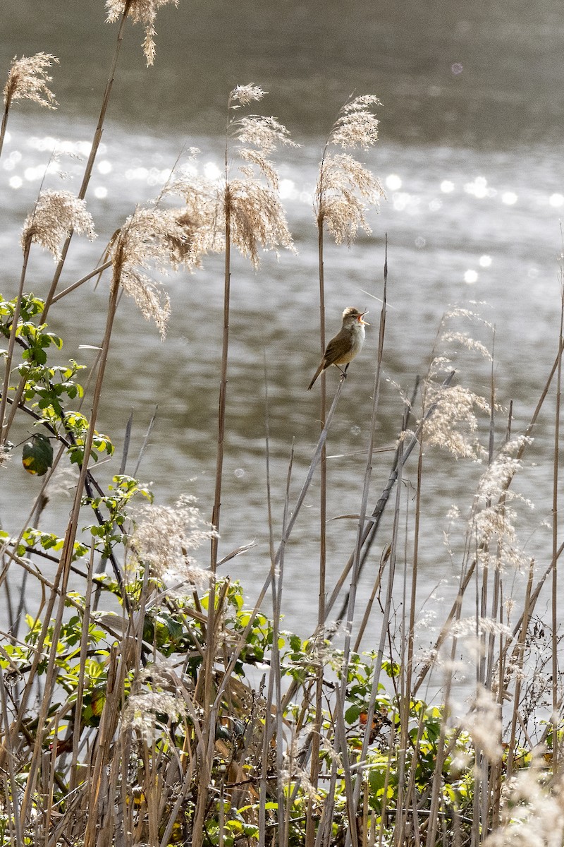 Australian Reed Warbler - ML643624078