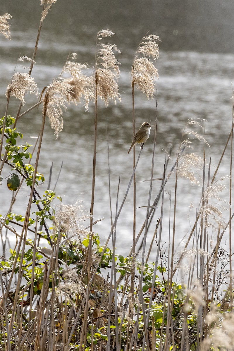 Australian Reed Warbler - ML643624079