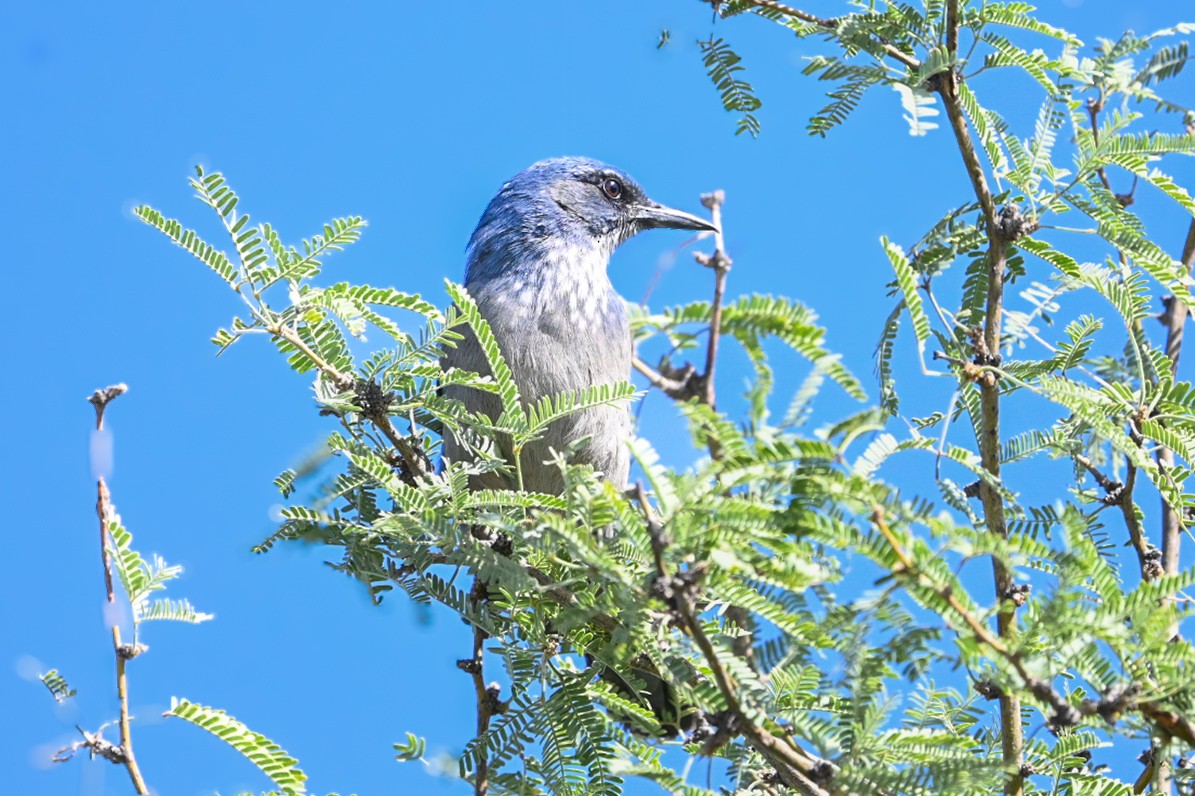 Woodhouse's Scrub-Jay - ML643624087
