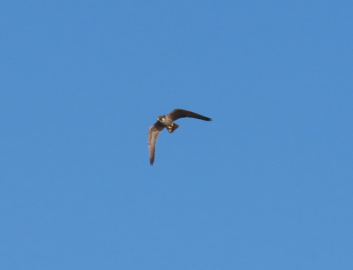 Peregrine Falcon - ML643624093