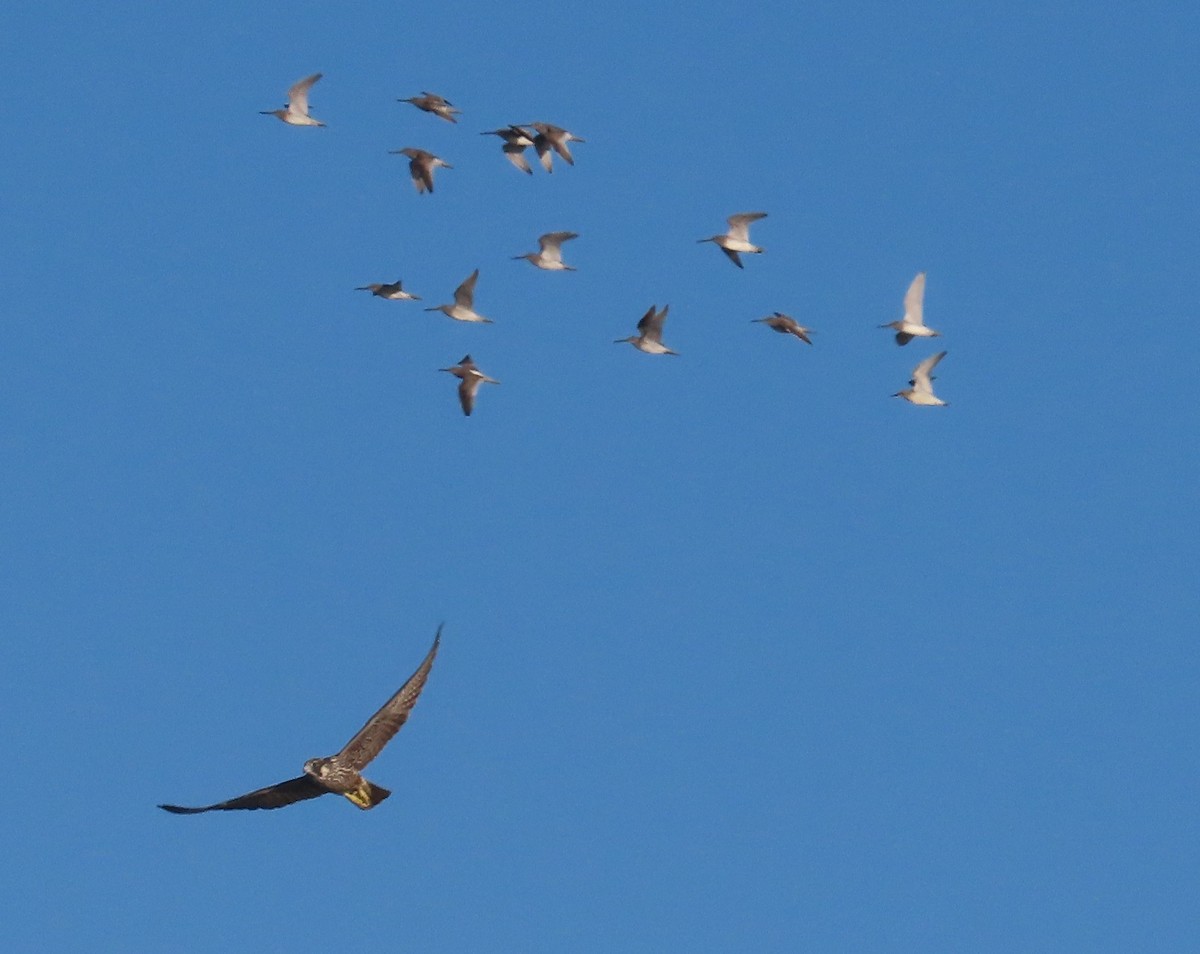 Peregrine Falcon - ML643624094