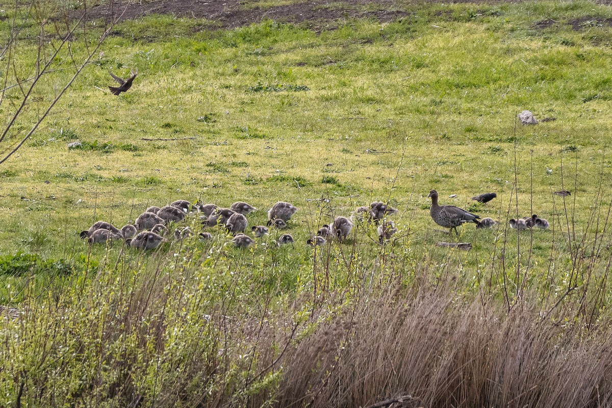 Maned Duck - ML643624113