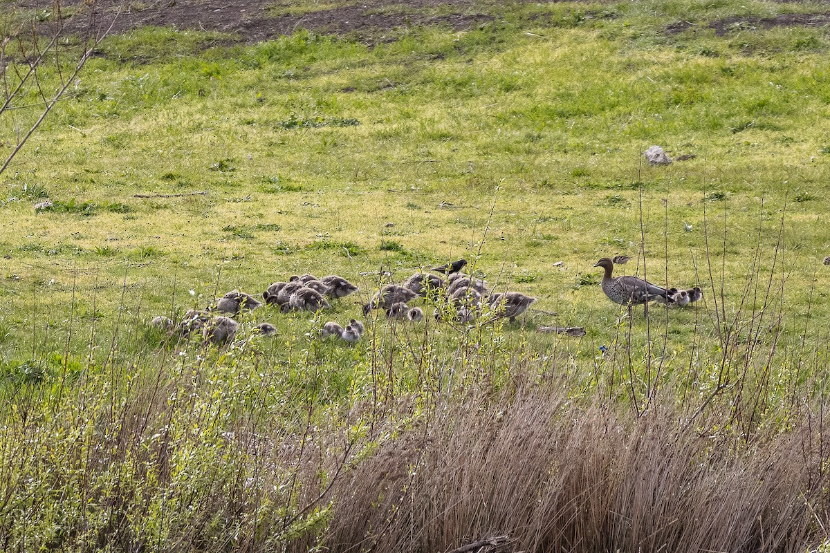 Maned Duck - ML643624114
